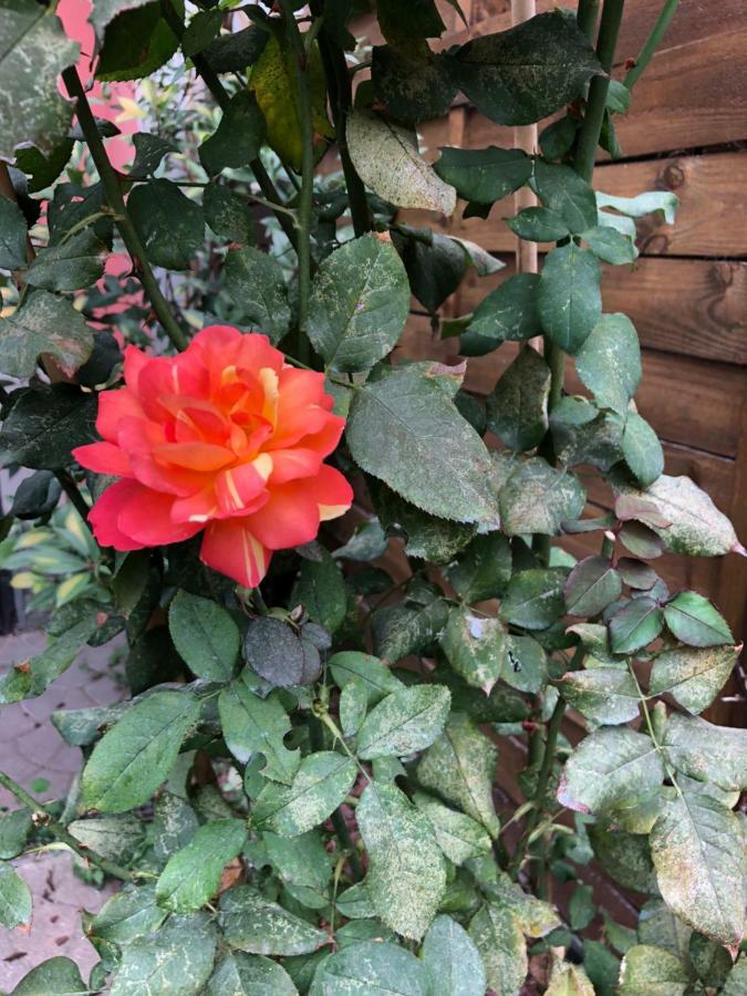 La Porta Nel Giardino Διαμέρισμα Άστι Εξωτερικό φωτογραφία